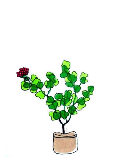 <b>Geraniums</b>