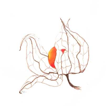 <b>Physalis</b>