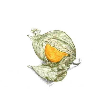 <b>Physalis Peruviana</b>